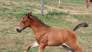 Photo n°20 de Domaine de Cozance : Elevage de pur sang arabe - Gites et Chambres d'hotes à Anjou (Piscine)