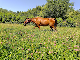 Photo n°20 de Association 100 Toits - Protection Animale à Cucuron (Service d'adoption d'animaux de compagnie)