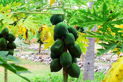 Photos of Coconut Cultivation Board Bungalow - Bungalow No: 02