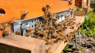 Photo n°2 de Apiculture CREMMEL à Wangenbourg-Engenthal (Miellerie)