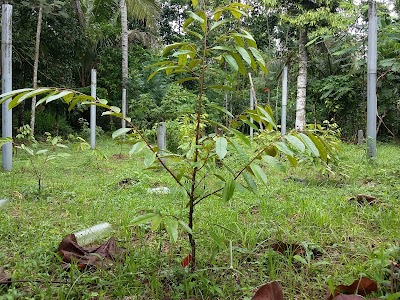 Photos of Songgon Red Durian Plantation