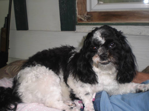 Gina's Scissor Works Pet Grooming - Thumbnail