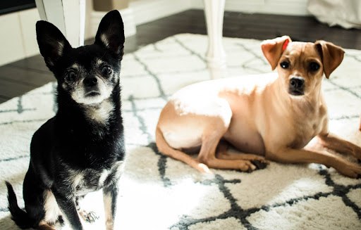 Cherrelyn Animal Hospital - Thumbnail
