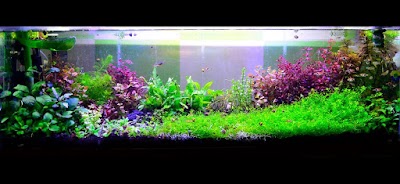 Photos of Herbalscape