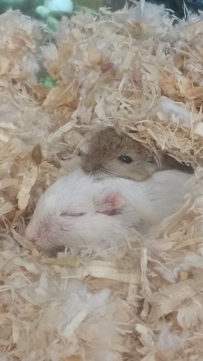Photos of Just 4 Pets Supplies & Services