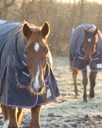 Photo n°28 de Les Crins de la Baie à Merville-Franceville-Plage (Centre équestre)