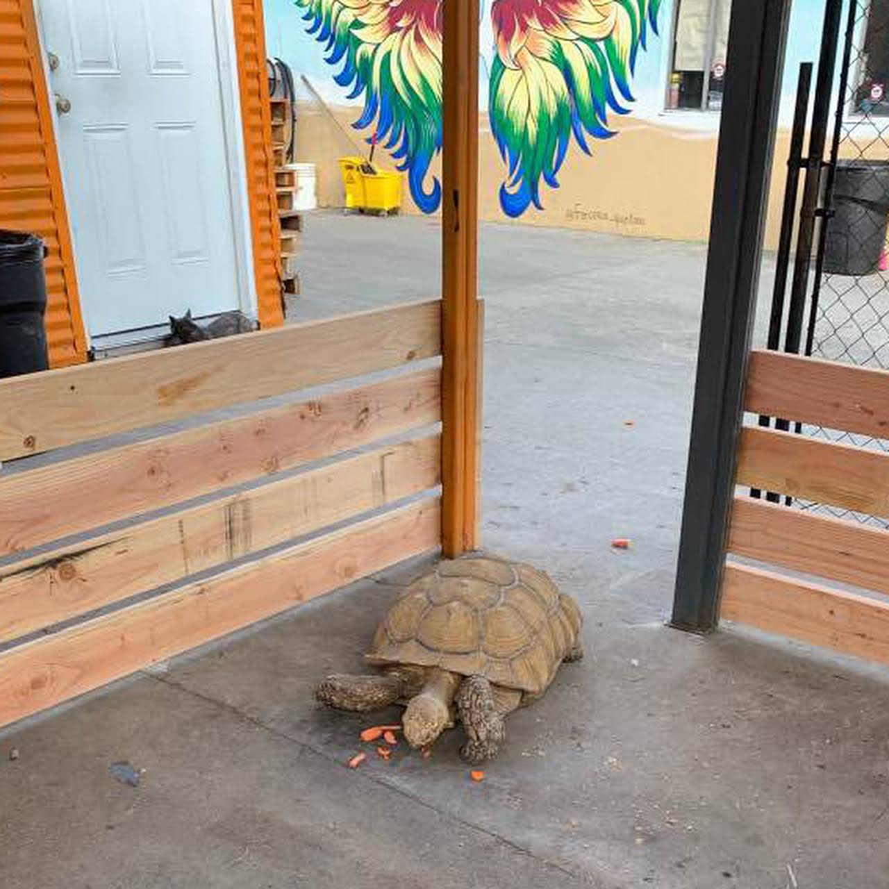 Rainbow Reptile Store Reptile Store in Compton