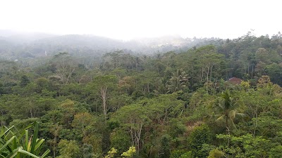 Photos of Hutan Pinus Kalilo