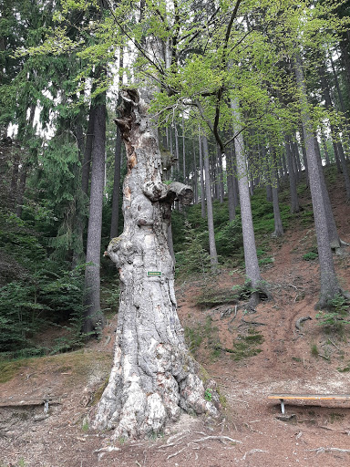 Schnapsbuche - Visual
