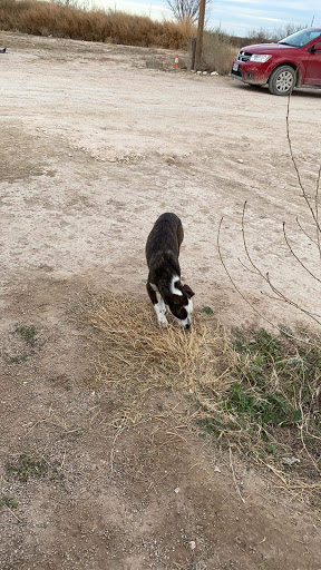 Lucky Two Times Animal Sanctuary & Advocacy Programs - Thumbnail