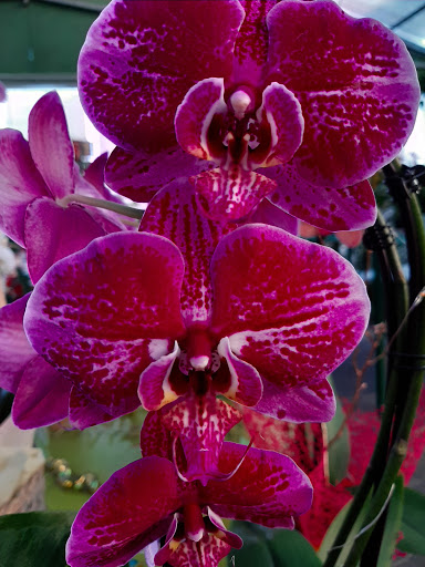 Floricoltura Raffaella - Thumbnail