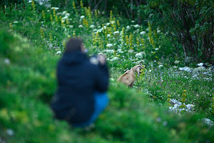 Photo n°1 de Séjours photos - Affûts faune sauvage et grands prédateurs à Lamoura (Agence photographique)