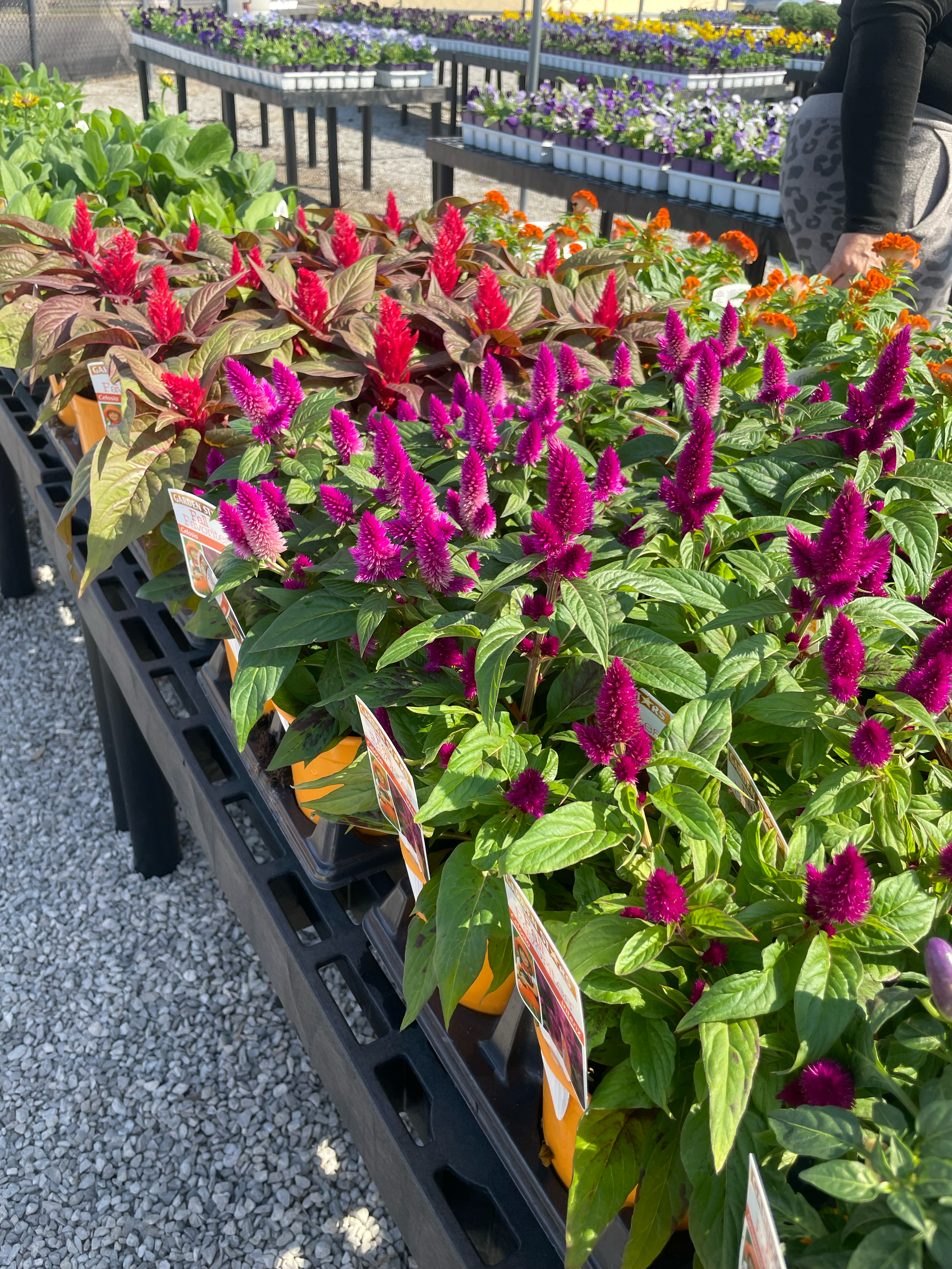 Myers Nursery Broken Arrow