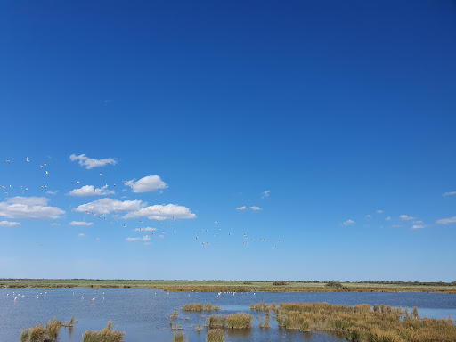 Safari Camargue Labrousse Gallery - France