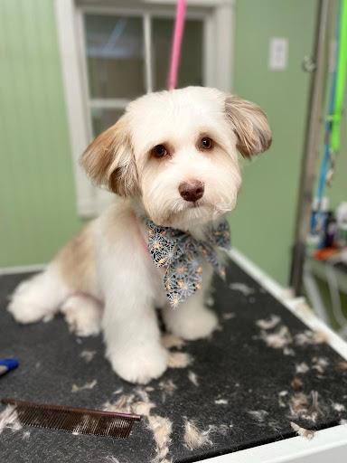 Irish Touch Pet Grooming - Thumbnail