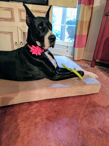 Perk-N-Pooch by null