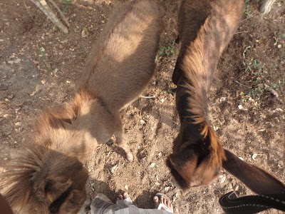 Photos of Donkey Clinic & Education Centre