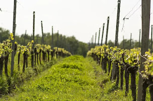 Photo n°35 de VANDENBELD Wines à Minzac (Établissement vinicole)