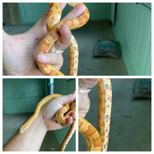 Small Town TX Exotics - Visual