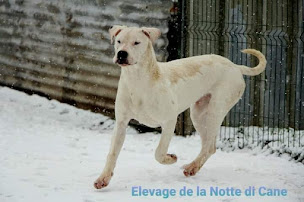 Photo n°12 de Elevage de la Notte di Cane à Coulours (Éleveur de chiens)