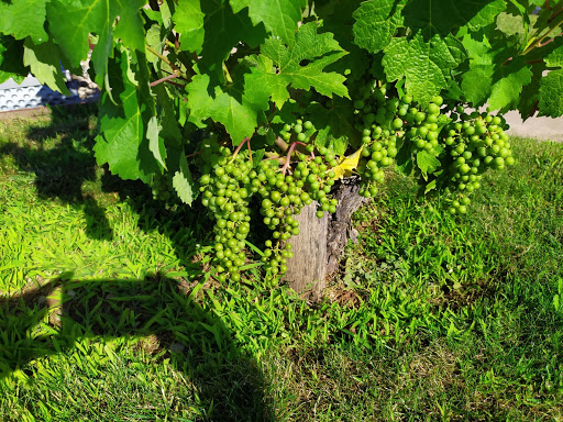 Bodegas Eguren - Visual