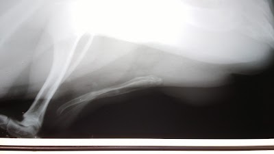 Photos of Huellas veterinaria