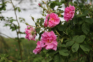Photo n°2 de Jardin d'Etoiles à Belpech (Magasin)