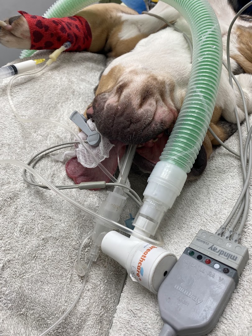 Bitxos Veterinaris