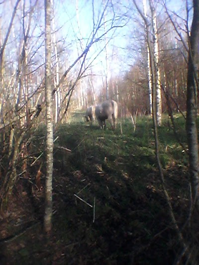Photos of Eurasia Farm.Lapsinas
