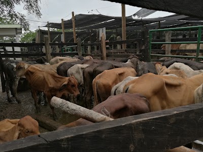 Photos of Livestock Auction Sinu CC SAS