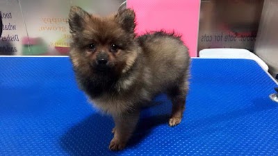 Photos of SkyPaws Fish And Live Animals Trading LLC
