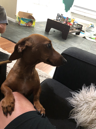 North Ranch Animal Hospital - Thumbnail