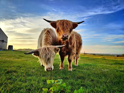 Banchory Farm: Drinkbetween East & West Cottages, The Grieves, Weavers Cottage & The Dairy.