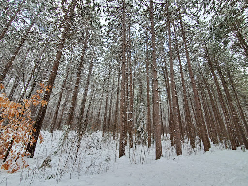 Pinhey Forest - Thumbnail
