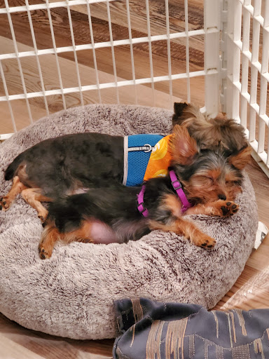Becky's Doghouse