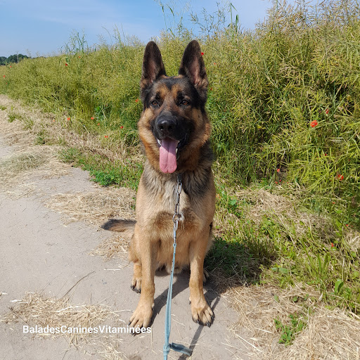 BALADES CANINES VITAMINEES - VISITES CHIENS CHATS NACS - Thumbnail