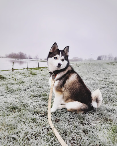 www.mydogresort.nl - Thumbnail