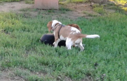 J Tracy Hermann Memorial Dog Park Gallery - United States