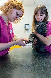 Photo n°18 de Clinique Vétérinaire Argos Metz Tivoli à Metz (Vétérinaire)
