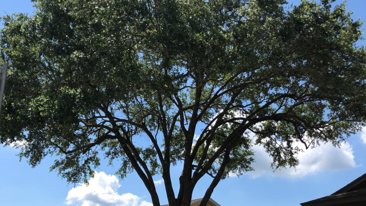 T&T Tree Specialist
