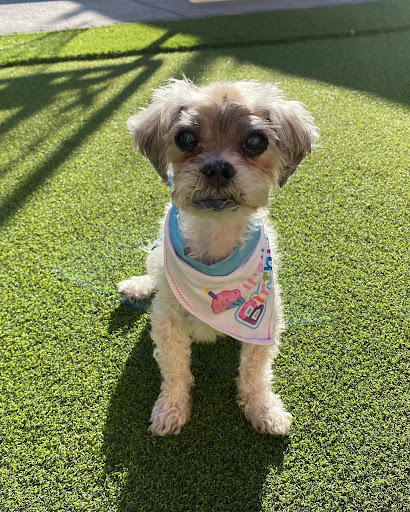 Peace for Paws: Private In-Home Pet Euthanasia - Thumbnail