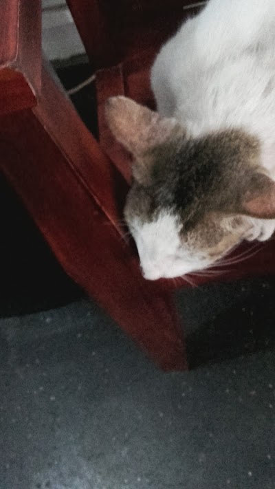 veterinary-care