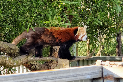 Tasmania Zoo - Thumbnail