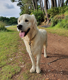 Photo n°4 de Emm' Animaux 56 à Le Bono (Service de taxi)