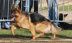 Photo n°4 de BERGER ALLEMAND du Domaine du Val d'Aulnoy à Ménonval (Éleveur de chiens)