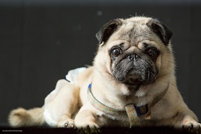 Photos of Veterinary Clinic Alcosa