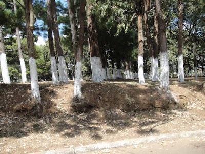 Photos of Municipal de Pinares 2 Park