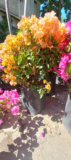 VIVERO YOLIHUANI, Fuente de Vida. - Thumbnail