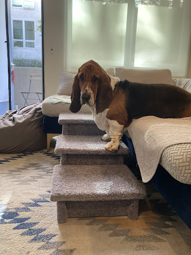 Hampton Bay Pet Steps - Thumbnail