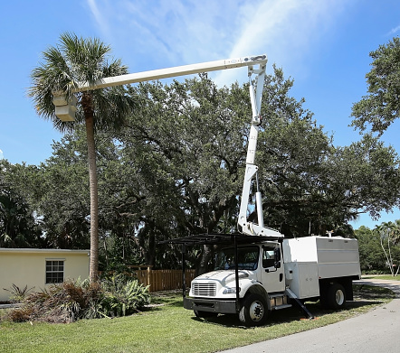 Black Canyon Tree Service